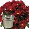 Red Chrysanthemum 1 Plant + Planter + FREE Diary