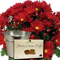 Red Chrysanthemum 1 Plant + Planter + Jersey Fudge + FREE Diary