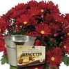 Red Chrysanthemum 1 Plant + Planter + Jersey Shortbread + FREE Diary
