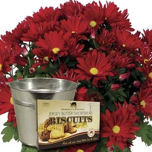 Red Chrysanthemum 1 Plant + Planter + Jersey Shortbread + FREE Diary