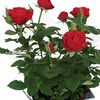 Red Rose 1 Plant + FREE Diary