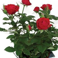 Red Rose 1 Plant + FREE Diary