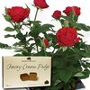 Red Rose 1 Plant + Jersey Fudge + FREE Diary