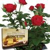 Red Rose 1 Plant + Jersey Shortbread + FREE Diary