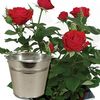 Red Rose 1 Plant + Planter + FREE Diary