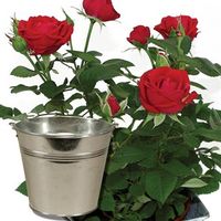 Red Rose 1 Plant + Planter + FREE Diary