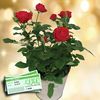 Red Rose Plant + &163;10 Plant Gift Voucher