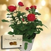 Red Rose Plant + Jersey Fudge