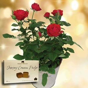 Red Rose Plant + Jersey Fudge