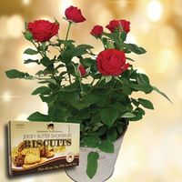 Red Rose Plant + Jersey Shortbread