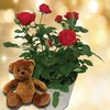 Red Rose Plant + Mowbray Bear
