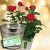 Red Rose Plant with Metal Planter + &163;10 Plant Gift Voucher