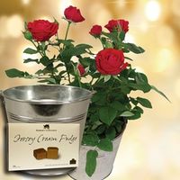 Red Rose Plant with Metal Planter + Jersey Fudge