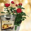 Red Rose Plant with Metal Planter + Jersey Shortbread
