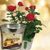 Red Rose Plant with Metal Planter + Jersey Shortbread