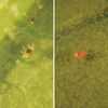 Red Spider Mite: Control with 1000 Phytoseiulus