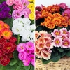 Rosebud and Sunarise - 48 Large Plants
