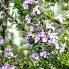 Rosmarinus Officianalis Majorca Pink 1 Plant 9cm Pot