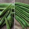 Runner Bean 6 Large Plants