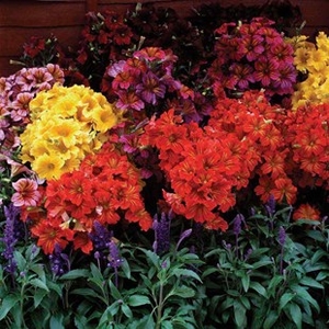 Salpiglossis Regale 24 Large Plants