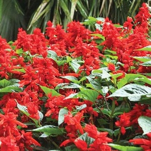 Salvia Desert Fire 70 Medium Plug Plants