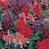 Salvia Sizzler 12 Mega Plants