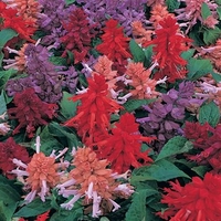 Salvia Sizzler 12 Mega Plants