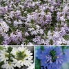 Scaevola Gem (Trailing) 12 Large Plants