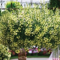 Scaevola Suntastic 3 Large Plants