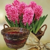 Scented Indoor Hyacinth 7 bulbs + Ornate Basket + FREE Diary