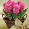 Scented Indoor Hyacinth 7 Bulbs + Rustic Basket + FREE Diary