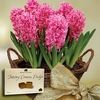 Scented Indoor Hyacinth 7 Bulbs in Rustic Basket + Jersey Fudge