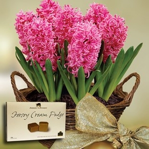 Scented Indoor Hyacinth 7 Bulbs in Rustic Basket + Jersey Fudge