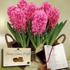 Scented Indoor Hyacinth 7 Bulbs in Rustic Basket + Jersey Fudge plus Diary