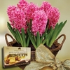 Scented Indoor Hyacinth 7 Bulbs in Rustic Basket + Jersey Shortbread