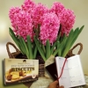 Scented Indoor Hyacinth 7 Bulbs in Rustic Basket + Jersey Shortbread