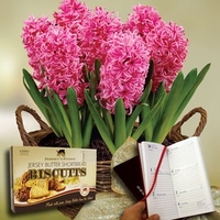 Scented Indoor Hyacinth 7 Bulbs in Rustic Basket + Jersey Shortbread