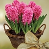 Scented Indoor Hyacinth 7 Bulbs in Rustic Basket