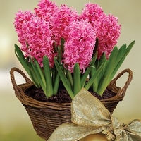 Scented Indoor Hyacinth 7 Bulbs in Rustic Basket