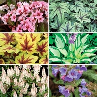Shady Border Collection 6 Large Plants