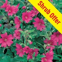 Shrub Offer - Lavatera Burgundy Wine 1 plant 3 litre