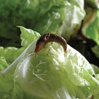 Slugs: Control with 30 Million Parasitic Nematodes (Phas)