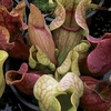 Snail Eating (Purpurea) 3 Plants 13cm Pot