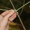 Soft Wire Ties Pack of 80