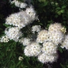 Spirea betulifolia 1 Plant 3 Litre
