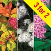 Spirea Betulifolia Collection 3 Plants 3 Litre