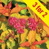 Spirea Goldflame 3 Plants 3 Litre