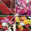 Spring Wholesale Pack of 16 Trays of 70 Medium Plug Plants