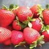 Strawberries Cambridge Favourite 10 Runners