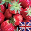 Strawberries Elsanta 10 Runners plus 2 Planters